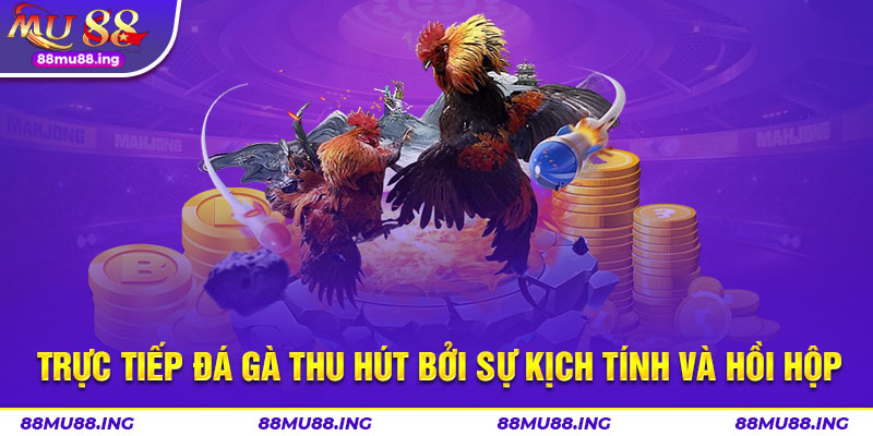 Trực tiếp đá gà thu hút bởi sự kịch tính và hồi hộp